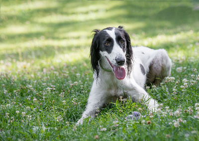 Portrait of dog on field