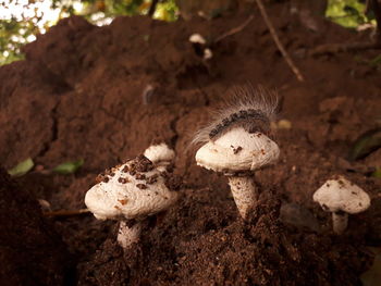 High angle view of mushrooms growing on land