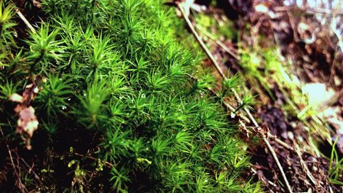 Close-up of plant