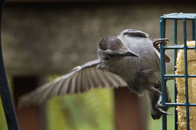 Close-up of bird