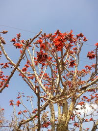 Low angle view of cherry blossoms against sky