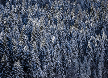 Full frame shot of pine tree in forest during winter