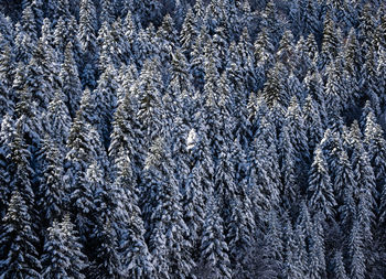 Full frame shot of snow covered forest