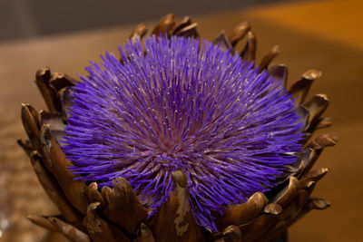 Close-up of purple thistle flower