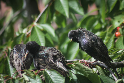 Close-up of birds perching on branch