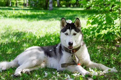 Portrait of a dog sitting on grass