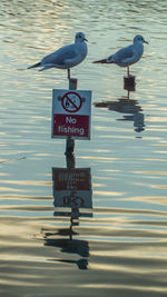 Seagulls perching on a lake