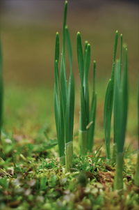 Close-up of fresh green grass in field