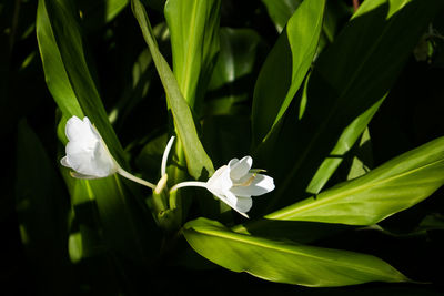 Close-up of white flowers growing on plant