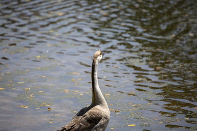 Brown chinese goose anser cygnoides watching a lake carefully