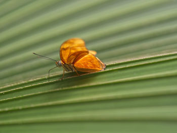 Close-up of butterfly on leaf