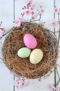 Close-up of eggs in nest