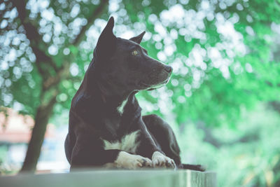 Black dog looking away