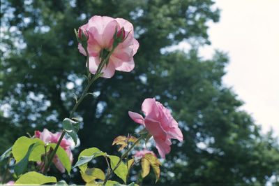 Close-up of pink flower tree against sky