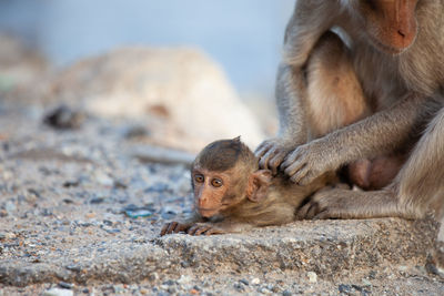 Monkey looking away