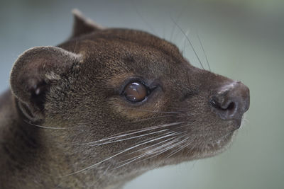 Close-up of an animal looking away