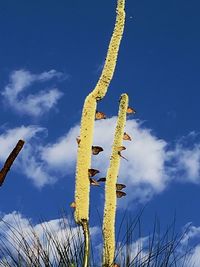 Low angle view of fresh cactus against blue sky