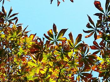 Low angle view of tree against clear blue sky