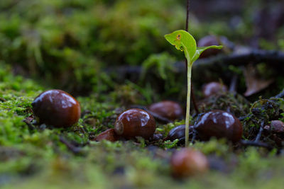 Close-up of fruit growing on field