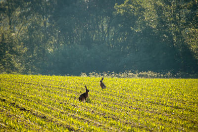 Hares standing on field against trees