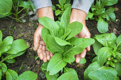 Close-up of hand holding leaf