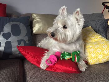 Close-up of dog on sofa