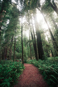 Footpath amidst trees in forest