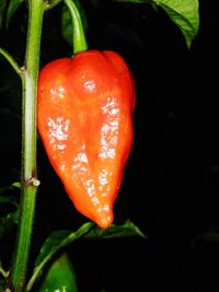 Close-up of wet red leaf against black background