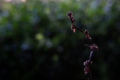 Close-up of plant