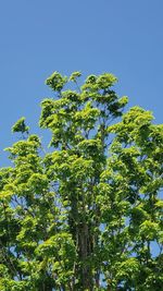 Low angle view of tree against clear blue sky