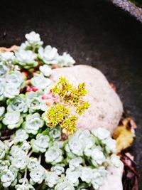 High angle view of white flowering plant