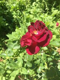 Red flower blooming outdoors