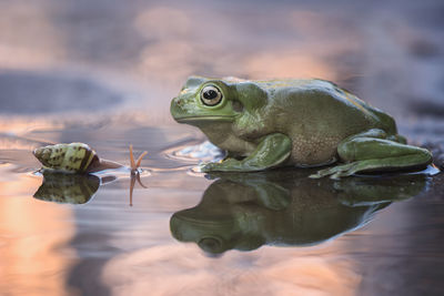 Frogs in pond