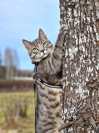 Portrait of cat on tree trunk