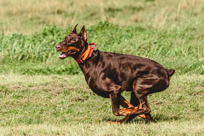 Dog running in autumn and chasing coursing lure on green field