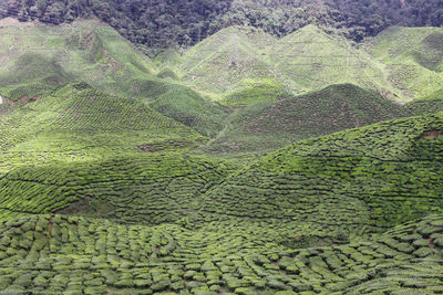 Scenic view of green landscape