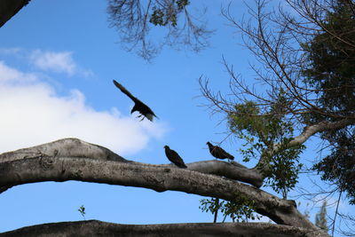 Low angle view of bird perching on tree against sky