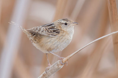 Close-up of bird perching on twig