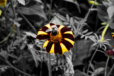 Close-up of honey bee on yellow flower
