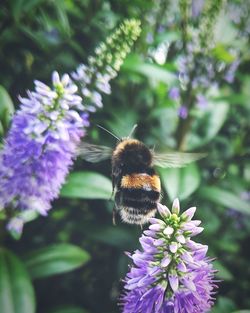 Close-up of bee pollinating on purple flower