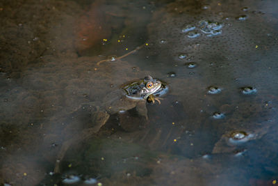 Frog spawning