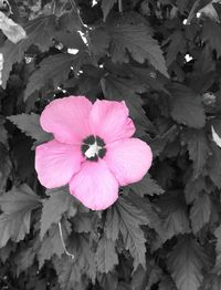 Close-up of pink flower