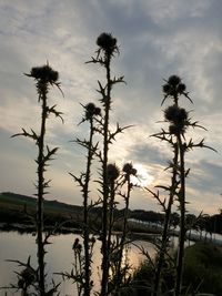 Low angle view of silhouette trees against sky during sunset