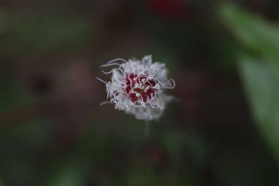 Close-up of flower against blurred background