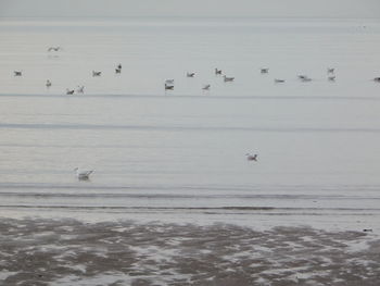 Birds flying over lake against sky