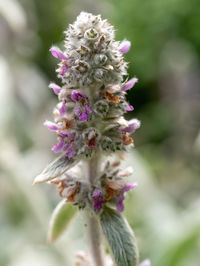 Close-up of pink flowering plant