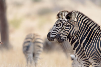 Zebras in a field