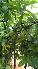 Close-up of berries growing on tree