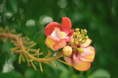 Close-up of pink flowering plant