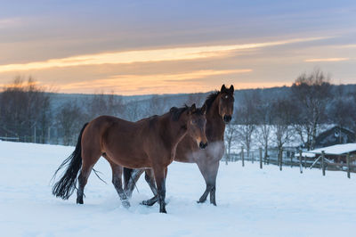 Horse standing on snow covered field during sunset